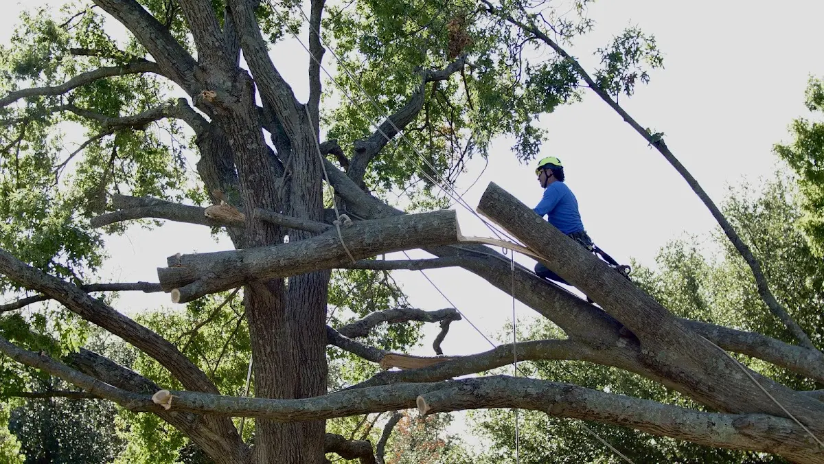 Professional Hazardous Tree Removal performed by certified arborists in Newark